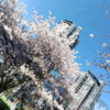 カナダ・バンクーバーでお花見！！観光にお勧めの桜散策スポットパート3【ダウンタウ