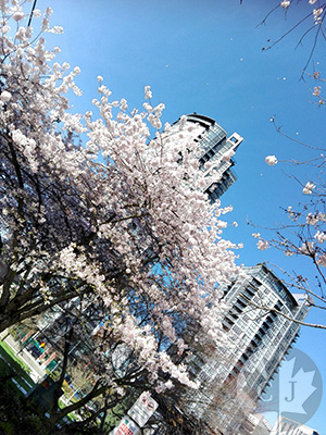 カナダ バンクーバーでお花見 観光にお勧めの桜散策スポットパート3 ダウンタウン編 Canada With Japan